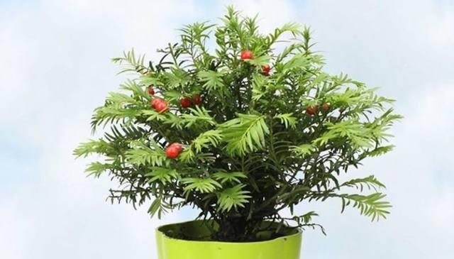 红豆杉多长时间浇一次水？如何正确养护红豆杉？