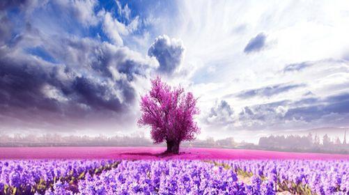 薰衣草的象征意义与传说（探寻薰衣草的神秘力量与文化内涵）