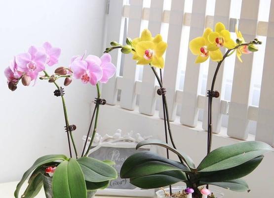 蝴蝶兰怕太阳晒吗?如何正确养护蝴蝶兰?