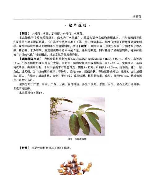 琴叶榕的功效与作用是什么?如何正确养护?