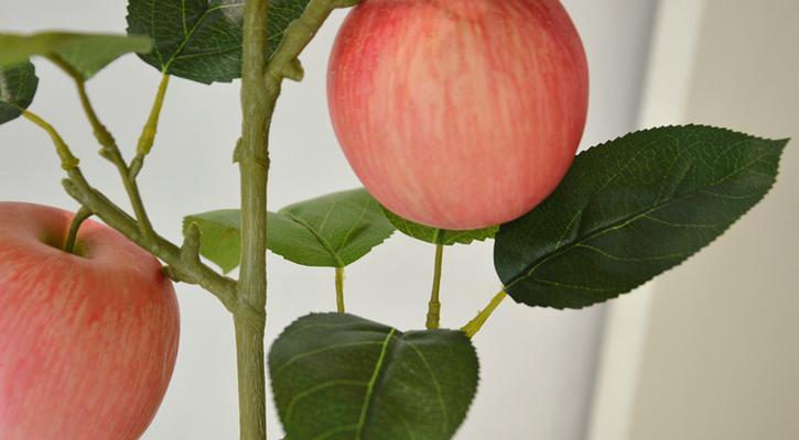 苹果的象征意义及其文化内涵（探寻苹果的象征与意义）