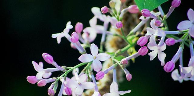 丁香花的象征意义与寓意（探寻丁香花的文化价值与内涵）