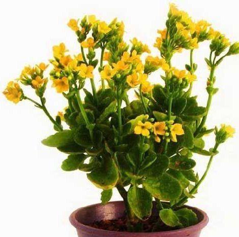 长寿花多久能开花？如何加速开花过程？