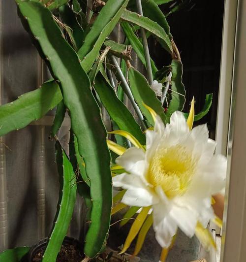 火龙果几年开花结果？如何促进其开花和结果？