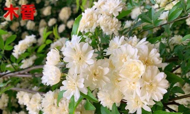 木香花冬天掉叶子正常吗？如何应对？