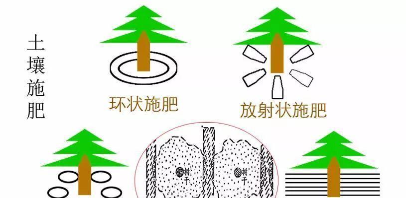 核桃树环剥的最佳时间是什么时候?环剥技术方法有哪些?_花植网