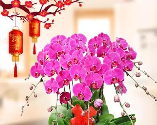 蝴蝶兰的风水寓意与摆放位置解析(探秘蝴蝶兰在居家风水中的奥秘)