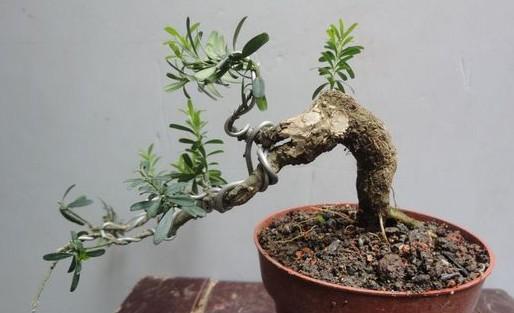 黄杨修剪的最佳时间是什么时候？如何正确进行修剪？