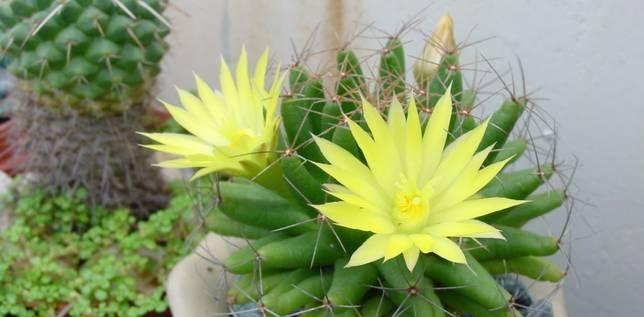 仙人掌种在家门口可行吗？如何照料？