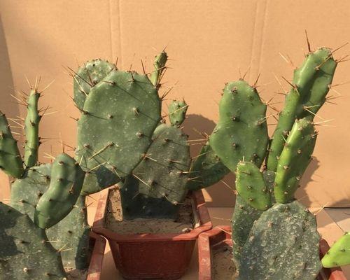 仙人掌种在家门口可行吗？如何照料？