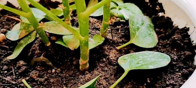 鸭掌木扦插方法是什么？如何确保成活率高？