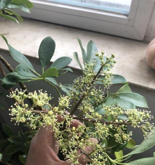 鸭掌木扦插方法是什么？如何确保成活率高？