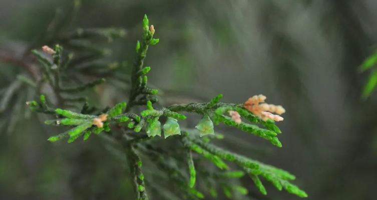 圆柏属于木本植物吗？它的分类和特点是什么？