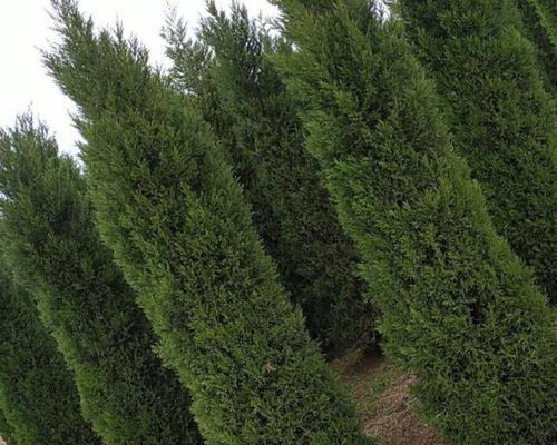 圆柏属于木本植物吗？它的分类和特点是什么？