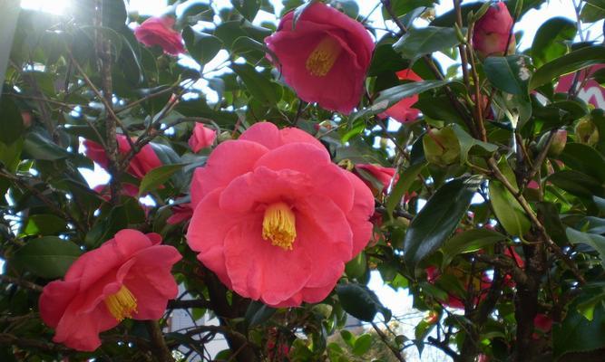 山茶花喜阴还是喜阳光？如何正确养护山茶花？