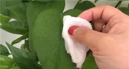 白醋浇米兰有什么好处？使用方法是什么？