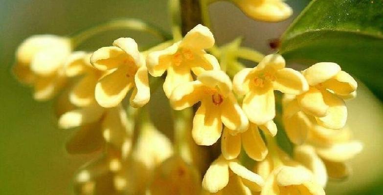 桂花的寓意与象征风水（芬芳盛世）