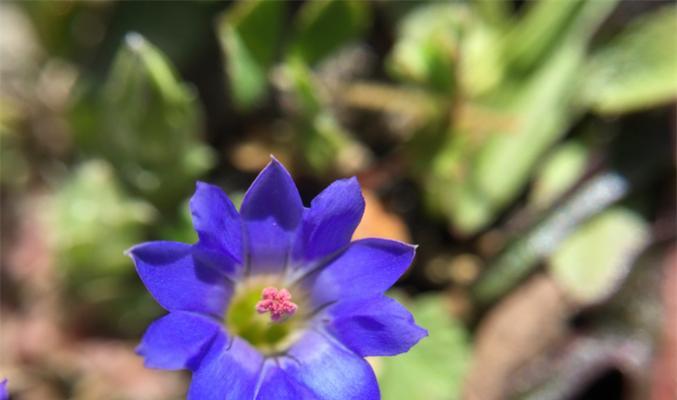 龙胆花的花语与象征意义（揭示龙胆花的神秘花语）