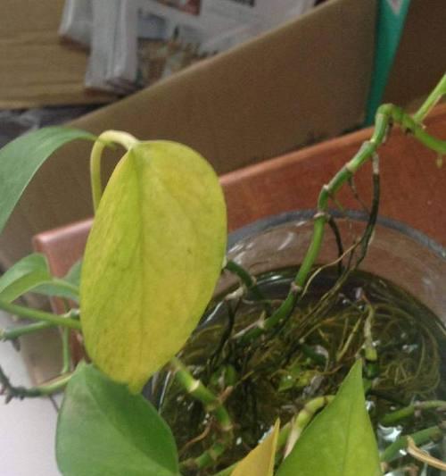 绿萝叶子开裂了怎么办？如何正确处理和预防？