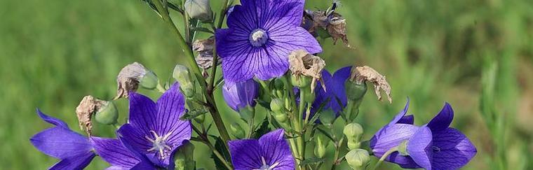 桔梗花语之美（桔梗花的花语意义及传说）