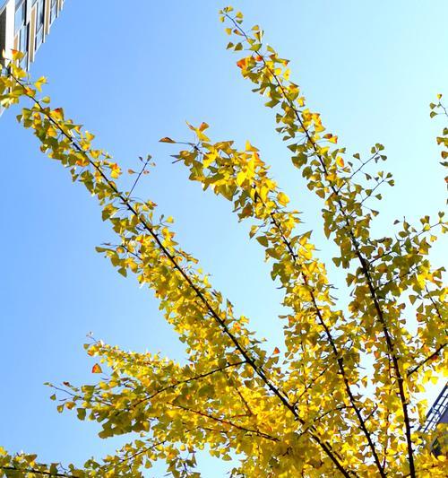 银杏树是什么植物？它的特点和常见问题有哪些？