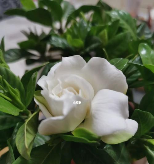 栀子花开，寄托美好与希望（花开正当时）