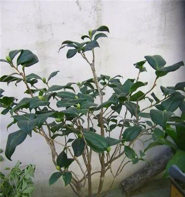 茶花只长叶子不开花是什么原因？如何解决？