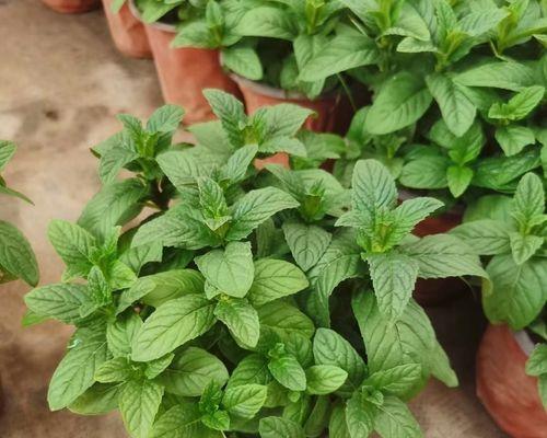 薄荷开花的风水寓意（探讨薄荷花在风水学中的象征意义）