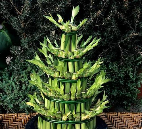 家里养的竹子用什么肥料最好？如何选择合适的肥料？