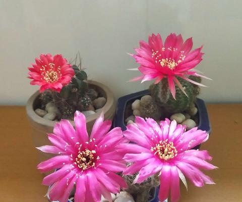 仙人球(探索仙人球的生态适应与生命力)