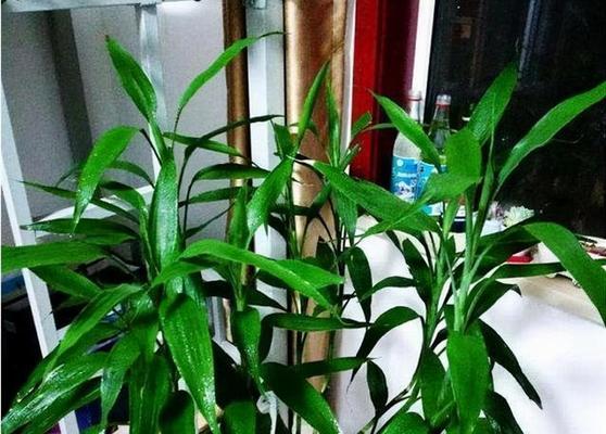 家里养的竹子用什么肥料最好？如何选择合适的肥料？