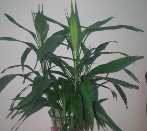 家里养的竹子用什么肥料最好？如何选择合适的肥料？