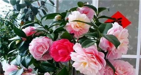 白醋兑水浇茶花的正确方法和注意事项是什么? 白醋兑水浇茶花的正确方法和注意事项是什么?