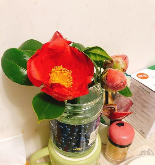 白醋兑水浇茶花的正确方法和注意事项是什么？