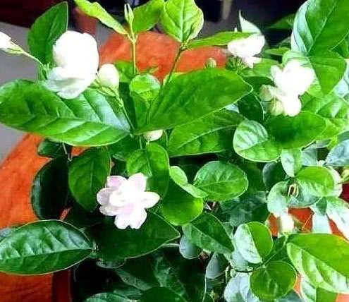 白醋兑水浇茶花的正确方法和注意事项是什么? 白醋兑水浇茶花的正确方法和注意事项是什么?