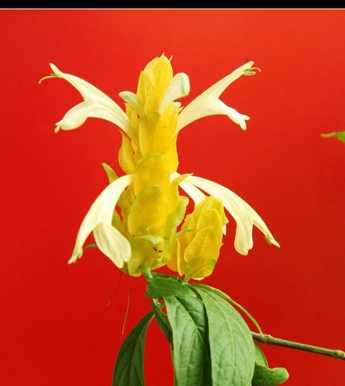 金苞花的花语（探寻金苞花花语的深刻意义）