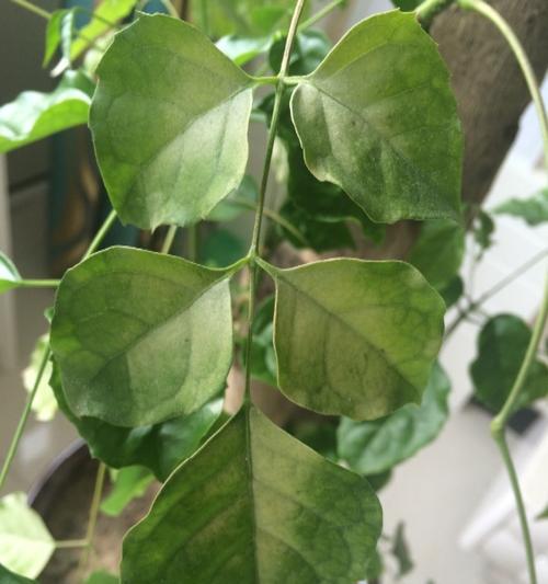 幸福树老掉叶子怎么办？如何有效防止和处理？