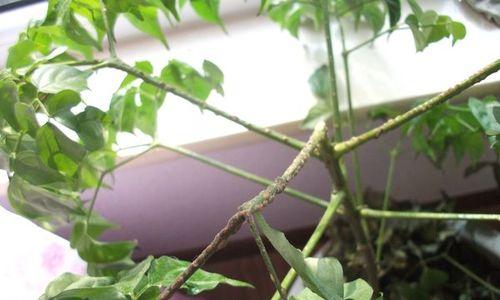 幸福树老掉叶子怎么办？如何有效防止和处理？