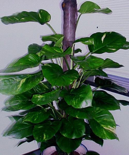 绿萝耐寒耐冻吗？耐低温极限是多少度？