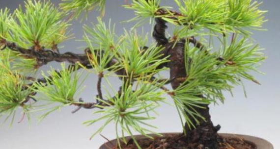 蓬莱松修剪方法有哪些？如何正确修剪蓬莱松？