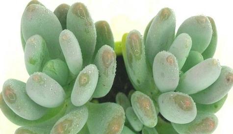 桃美人服盆需要多长时间?服盆期间的注意事项是什么? 桃美人服盆需要多长时间?服盆期间的注意事项是什么?