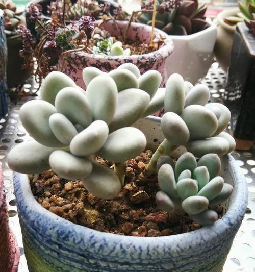 桃美人服盆需要多长时间?服盆期间的注意事项是什么? 桃美人服盆需要多长时间?服盆期间的注意事项是什么?