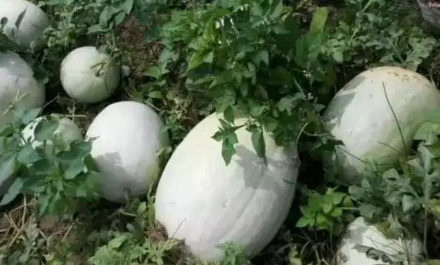 白瓜有哪些神奇的功效与作用?如何正确食用白瓜?_花植网