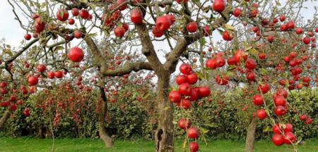夏天苹果树剪枝的最佳时机是什么时候？