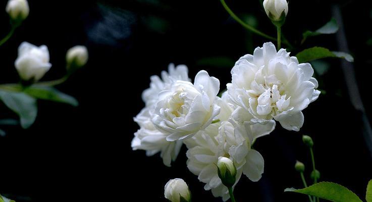 白蔷薇的花语及象征意义（纯洁与虚幻的白蔷薇花——解读白蔷薇的代表意义与传达情感）