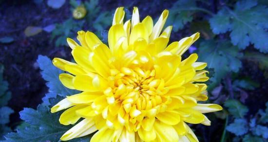 菊花的花语与象征意义（探寻菊花代表的意义与传承）