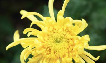 菊花的花语与象征意义（探寻菊花代表的意义与传承）