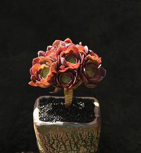 玫瑰花怎么养成老桩造型？需要多长时间和哪些技巧？