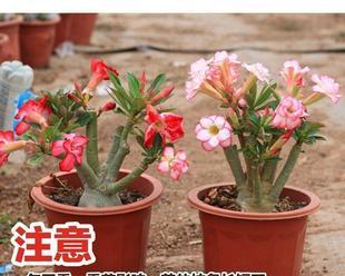 玫瑰花怎么养成老桩造型？需要多长时间和哪些技巧？