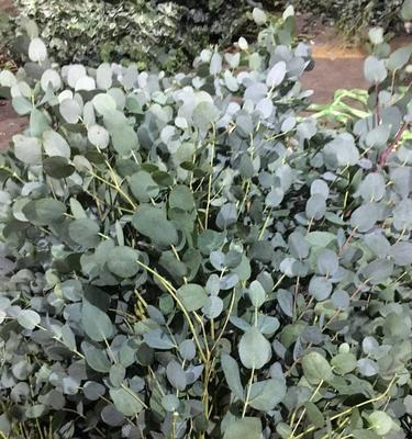 尤加利多久浇一次水？如何正确养护尤加利？